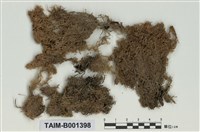 藏品(泥炭苔屬)的圖片